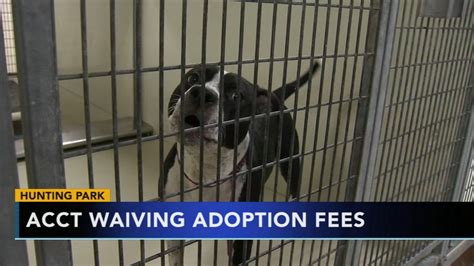 Acct hunting park - ACCT Philly's Hunting Park location is waiving adoption fees in hopes of encouraging people to adopt a pet and to clear some much needed space in the shelter.